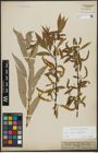 Foto von Salix alba L. x Salix fragilis L.